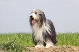 BEARDED COLLIE 115